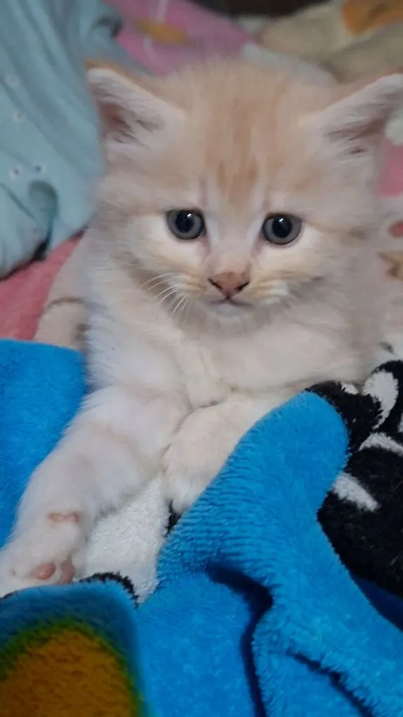 ขายลูกแมว สายพันธ์ เปอร์เซีย