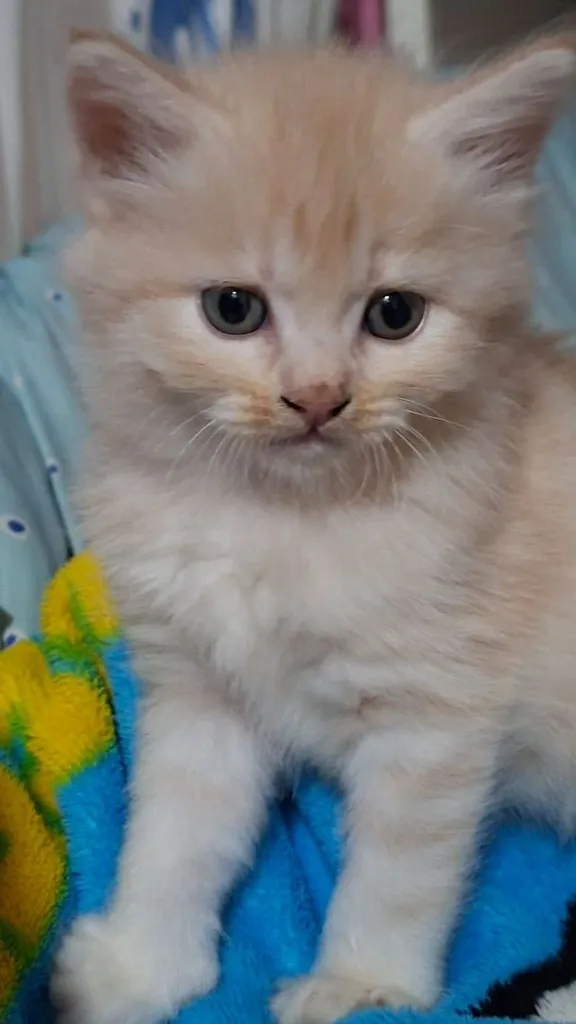 ขายลูกแมว สายพันธ์ เปอร์เซีย