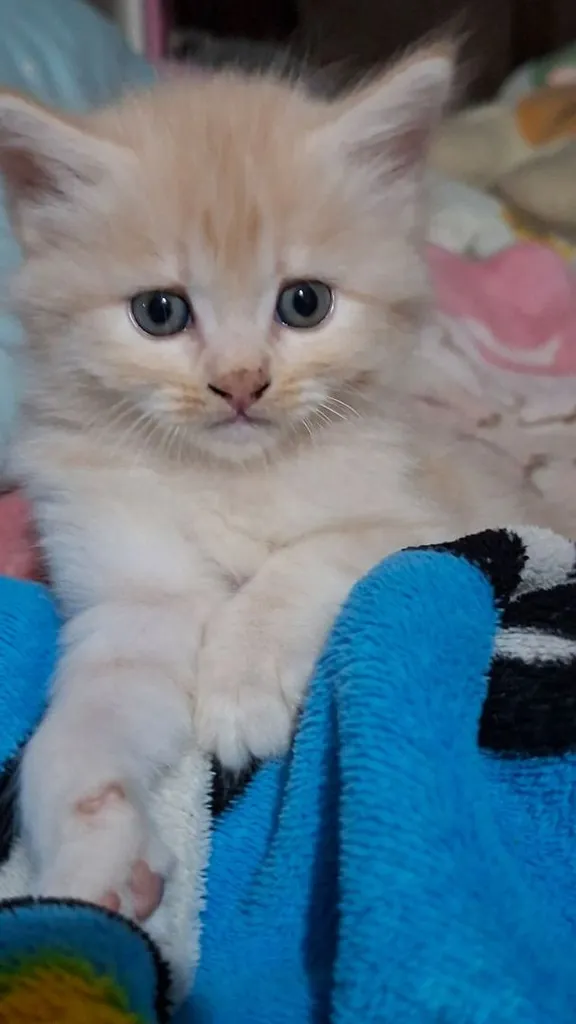 ขายลูกแมว สายพันธ์ เปอร์เซีย
