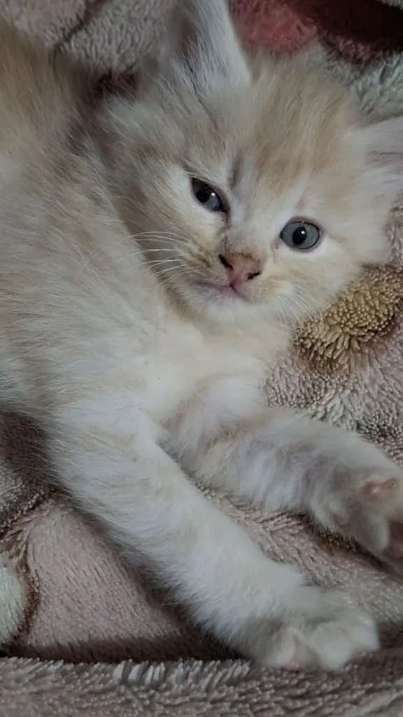 ขายลูกแมว สายพันธ์ เปอร์เซีย