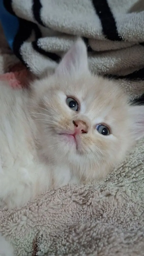 ขายลูกแมว สายพันธ์ เปอร์เซีย