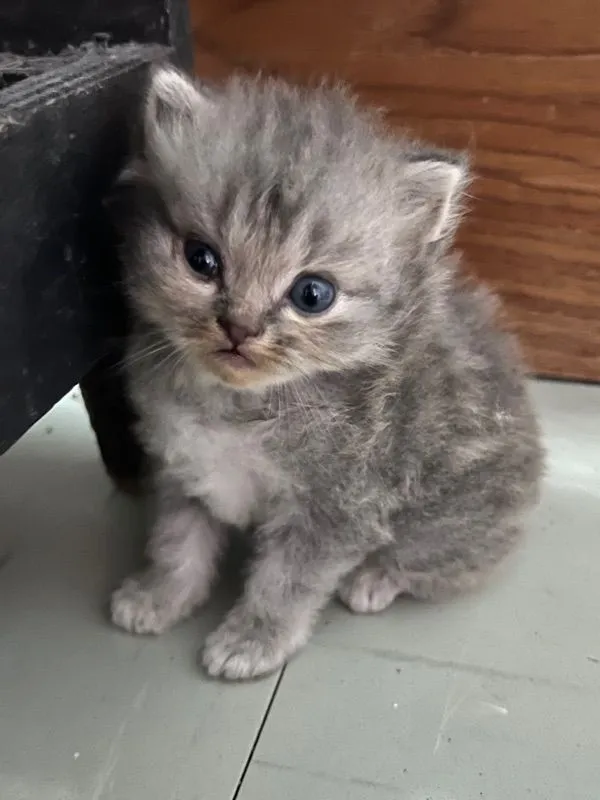 ลูกแมวเปอร์เซีย