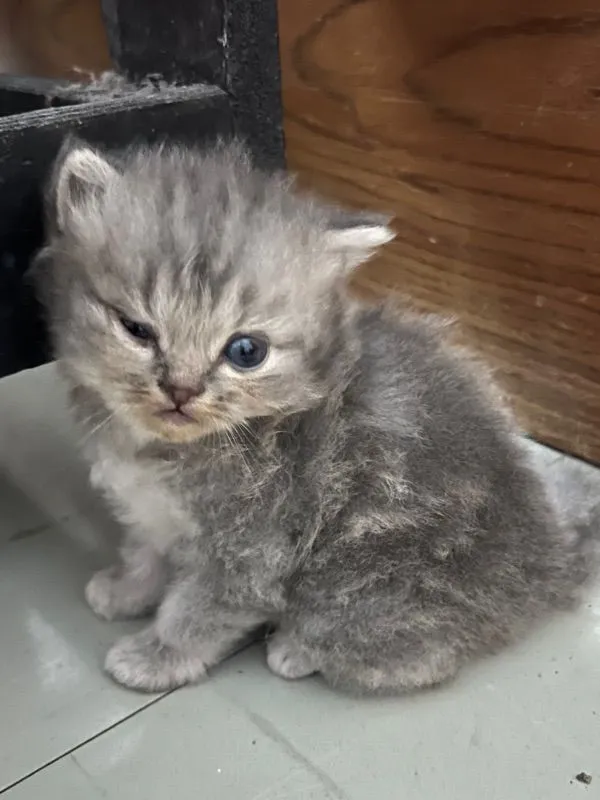ลูกแมวเปอร์เซีย