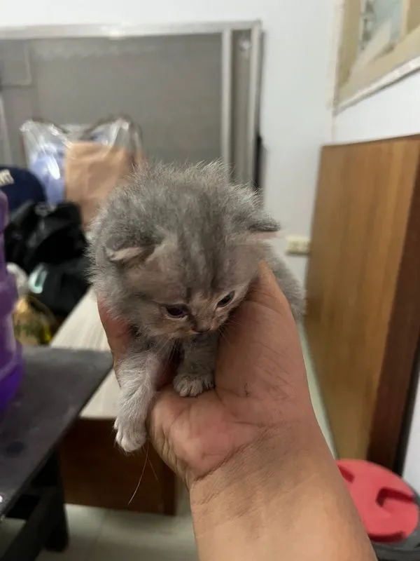 ลูกแมวเปอร์เซีย