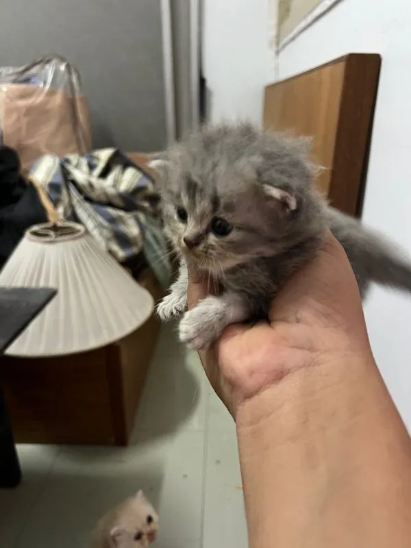 ลูกแมวเปอร์เซีย