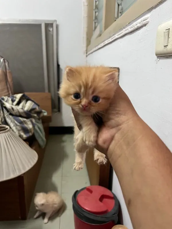 ลูกแมวเปอร์เซีย