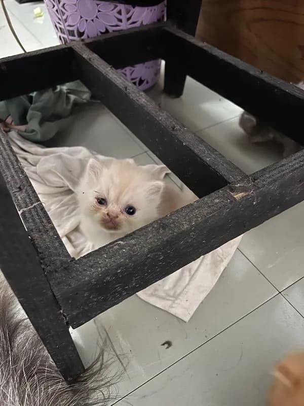 ลูกแมวเปอร์เซีย