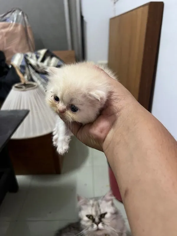 ลูกแมวเปอร์เซีย