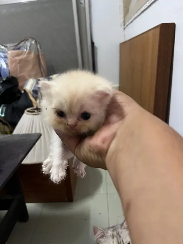 ลูกแมวเปอร์เซีย
