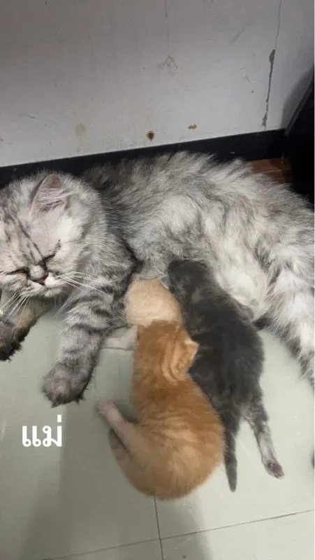 ลูกแมวเปอร์เซีย