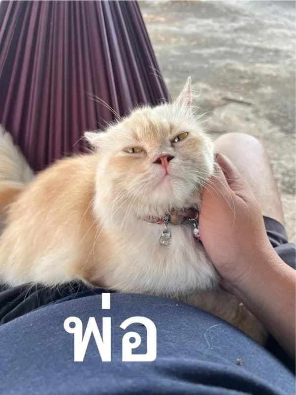 ลูกแมวเปอร์เซีย