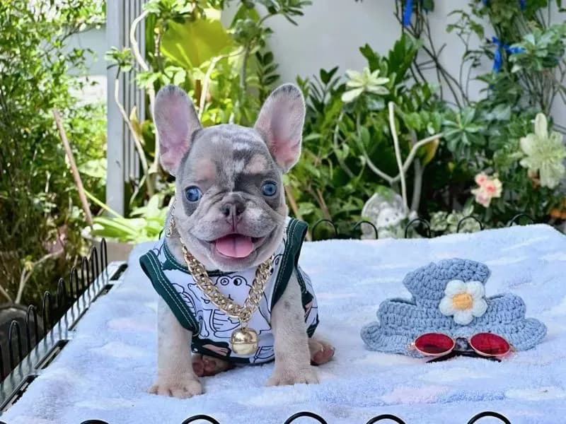 เฟรนบลูด็อก ชาย สีเมอร์ไลแลคแครรี่ครีม ส่งฟรี