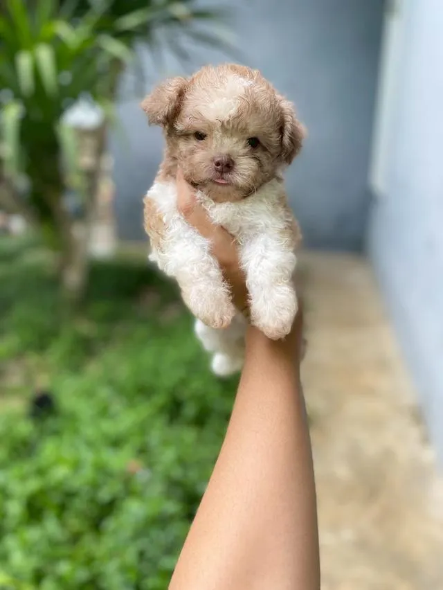 พุดเดิ้ลผสม น่ารักมาก