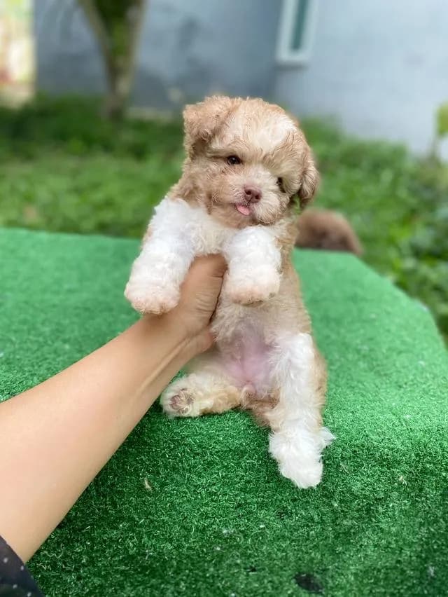 พุดเดิ้ลผสม น่ารักมาก