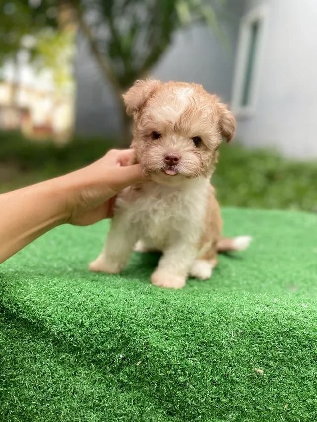 พุดเดิ้ลผสม น่ารักมาก