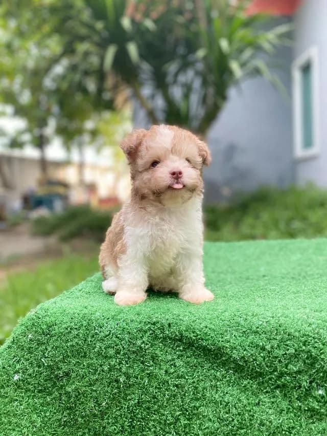 พุดเดิ้ลผสม น่ารักมาก
