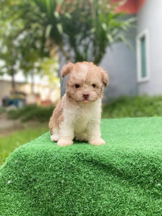 พุดเดิ้ลผสม น่ารักมาก