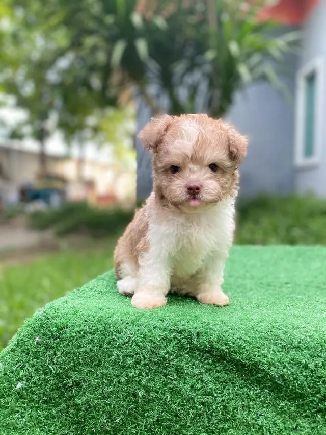 พุดเดิ้ลผสม น่ารักมาก