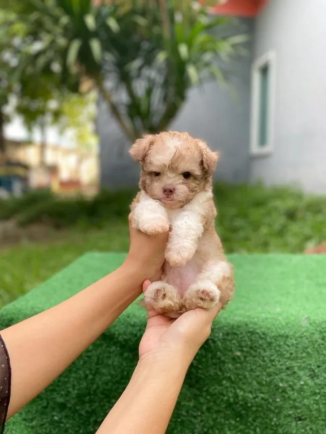 พุดเดิ้ลผสม น่ารักมาก