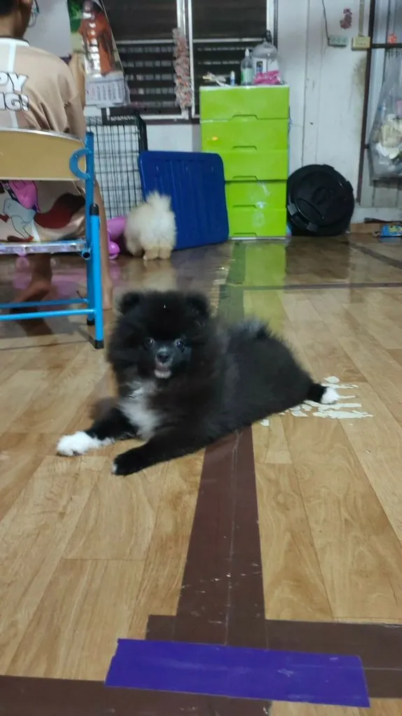 น้องปอม