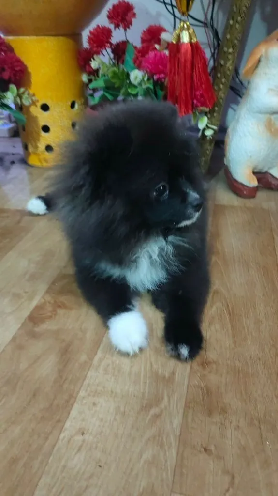 น้องปอม