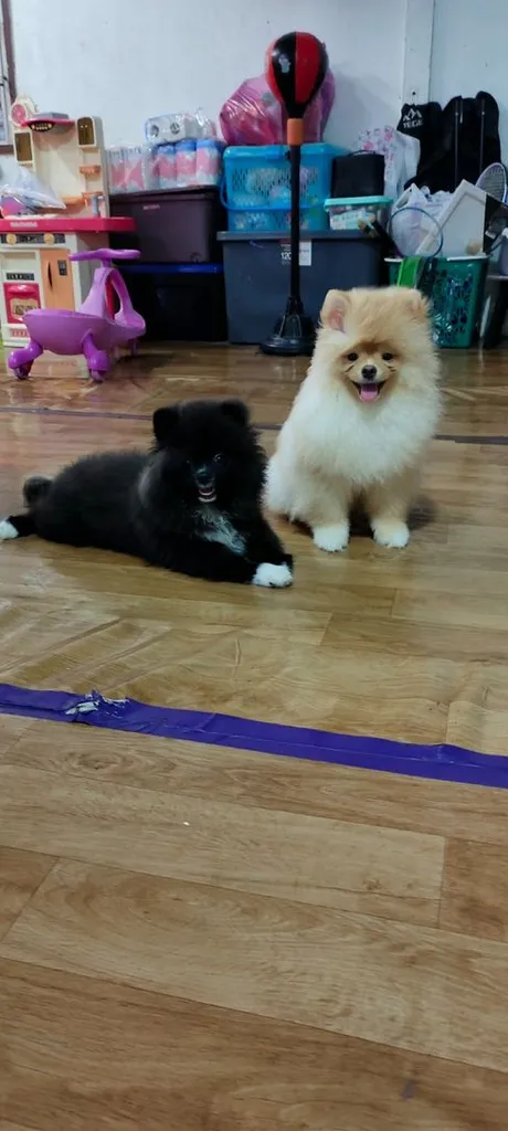 น้องปอม