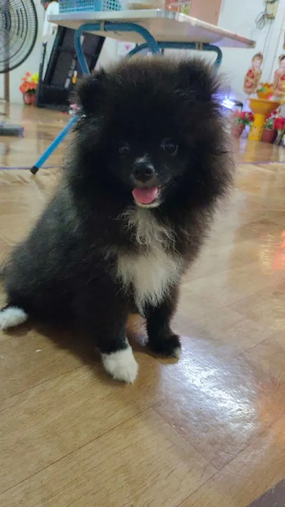 น้องปอม