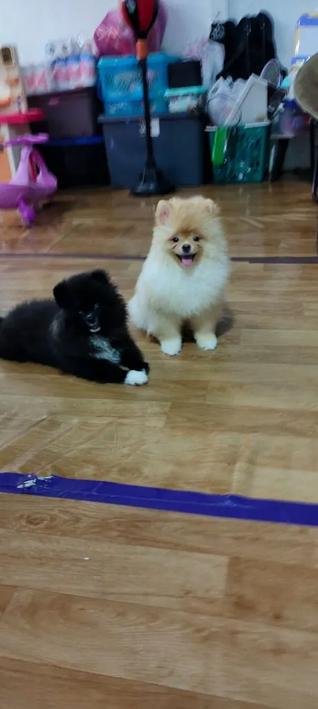 น้องปอม