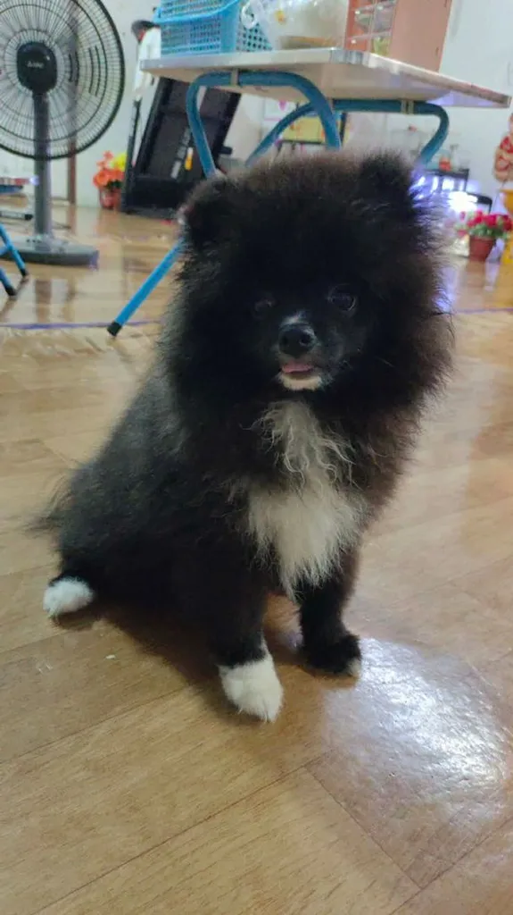 น้องปอม