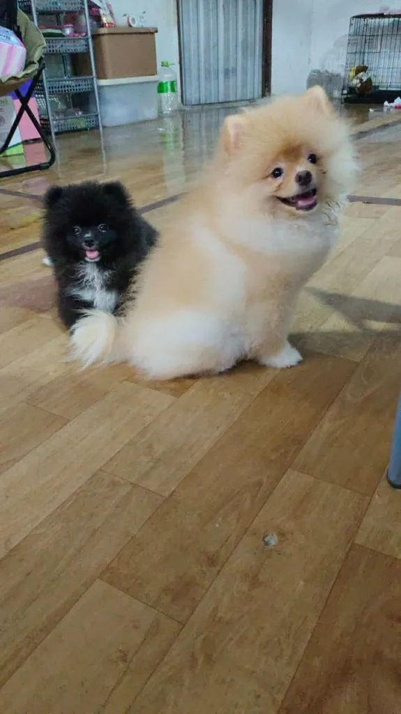 น้องปอม