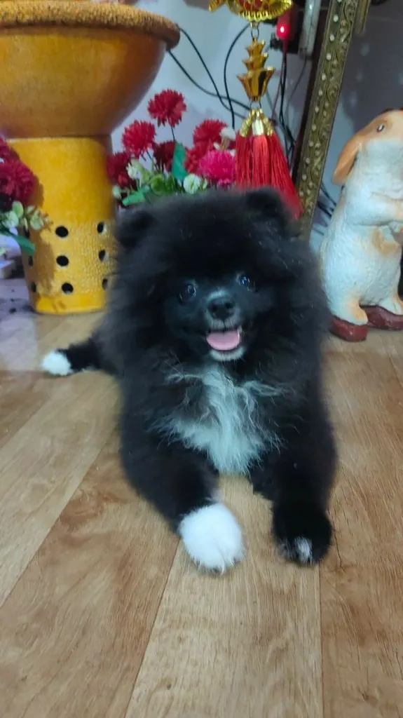 น้องปอม