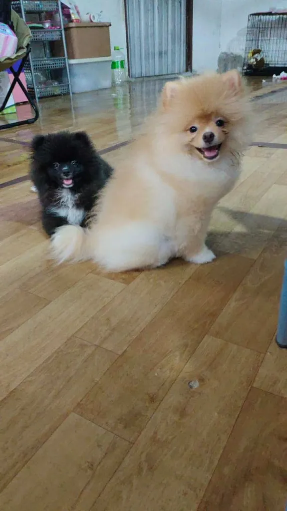 น้องปอม