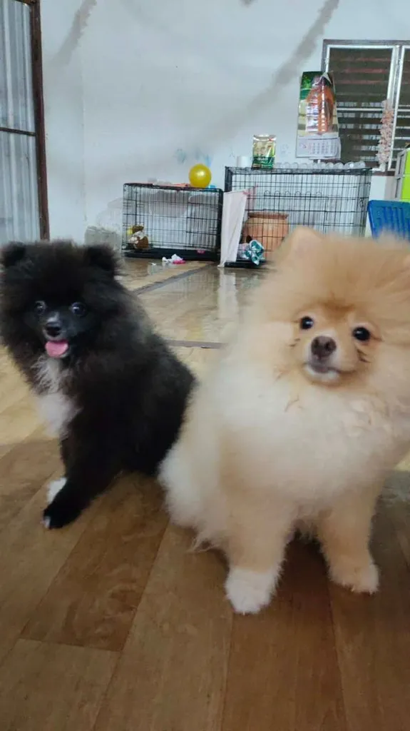 น้องปอม
