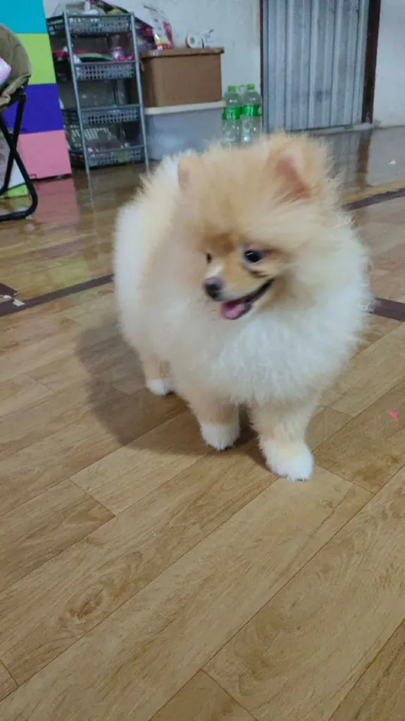 น้องปอม