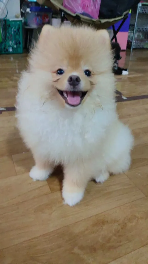 น้องปอม