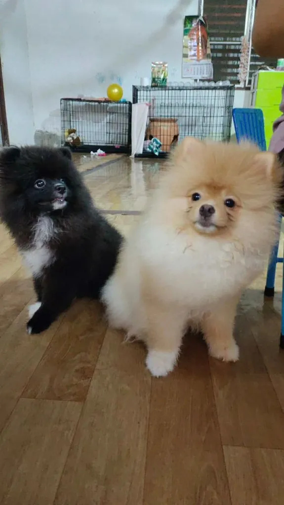น้องปอม