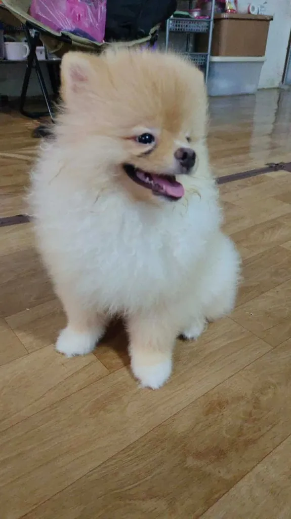 น้องปอม
