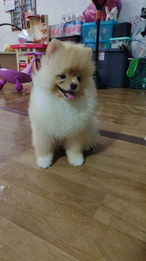 น้องปอม