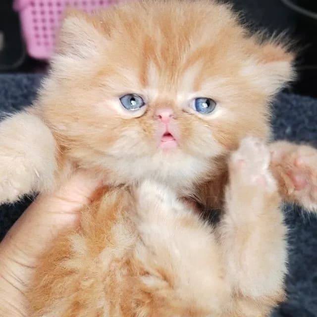 เอ็กโซติกขนยาวฟรอมหมีค่ะ