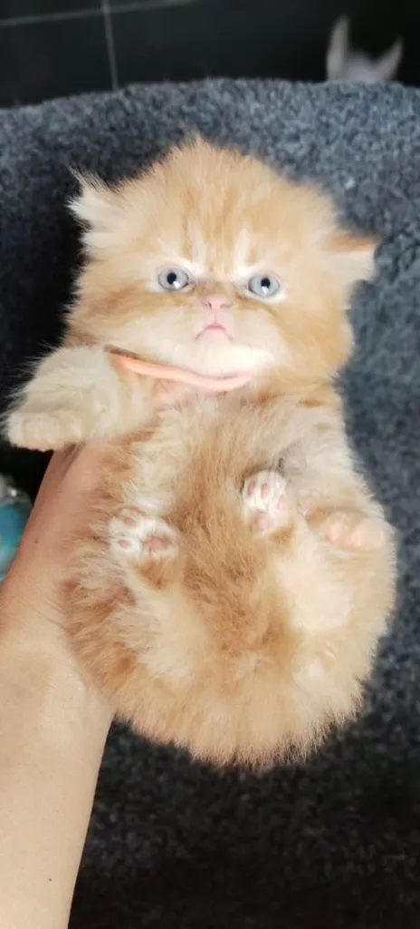 เอ็กโซติกขนยาวฟรอมหมีค่ะ