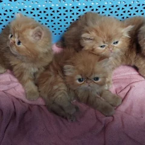 เอ็กโซติกขนยาวฟรอมหมีค่ะ