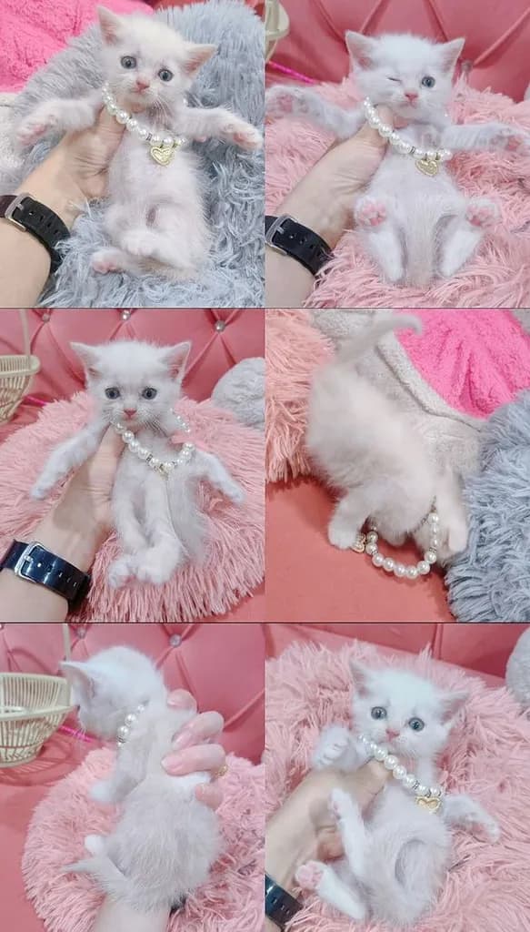 สก็อตติช พร้อมย้าย หญิง-ชาย เทา ขาว ส้ม 🏠🏡😻🙏
