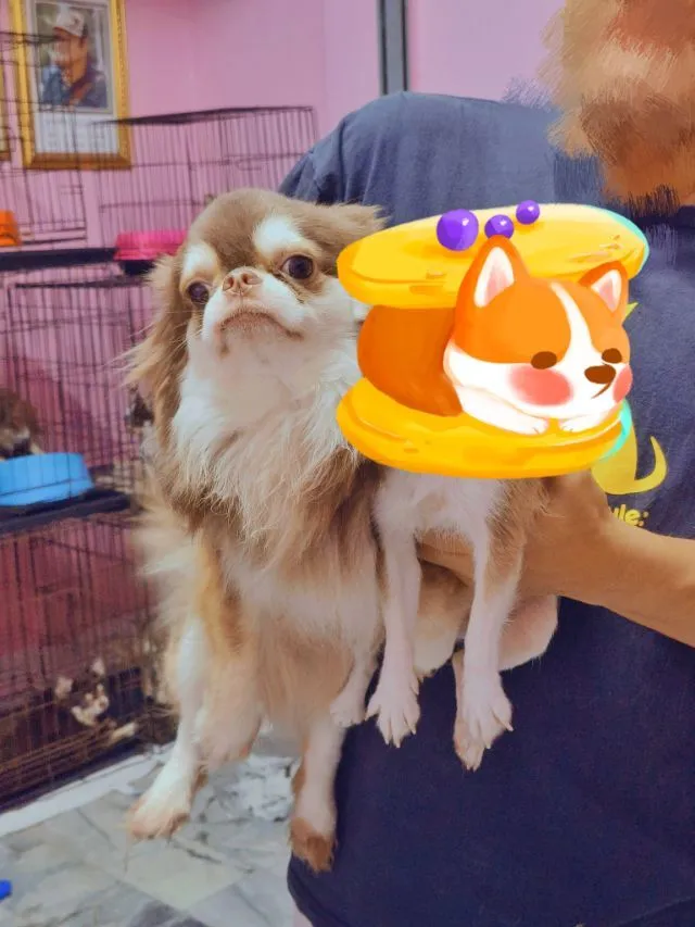 เปิดรับผสม
