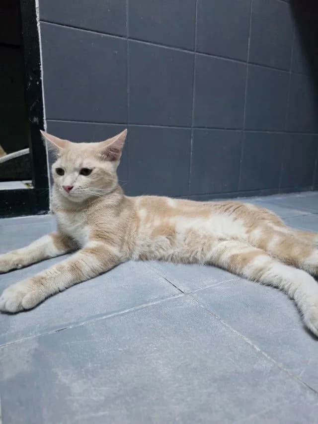 ฝากพันธุ์ผสมไว้ด้วยนะค้าบ (ต่อรองค่าเทอมได้คับ)