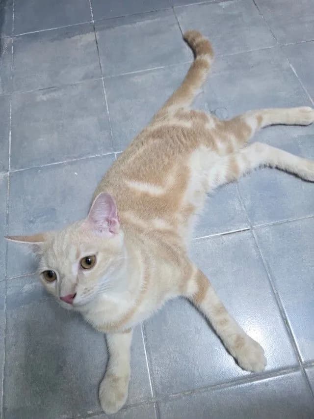 ฝากพันธุ์ผสมไว้ด้วยนะค้าบ (ต่อรองค่าเทอมได้คับ)