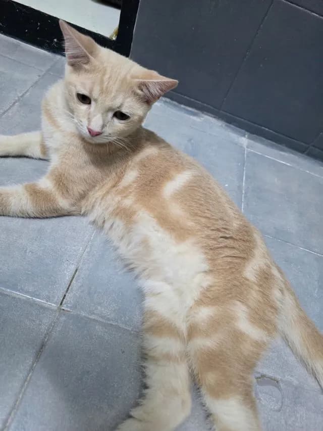 ฝากพันธุ์ผสมไว้ด้วยนะค้าบ (ต่อรองค่าเทอมได้คับ)