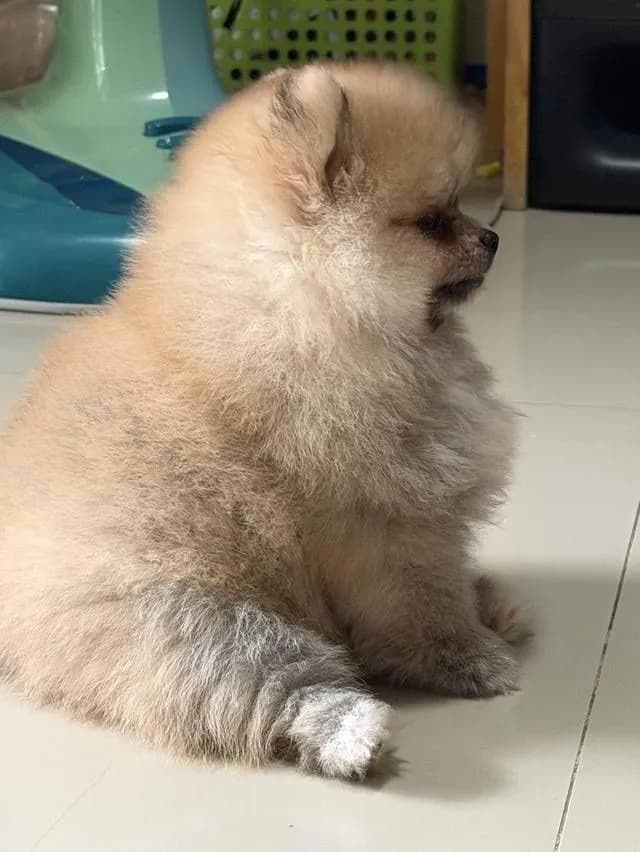 สุนัขอายุ3เดือนเพศผู้