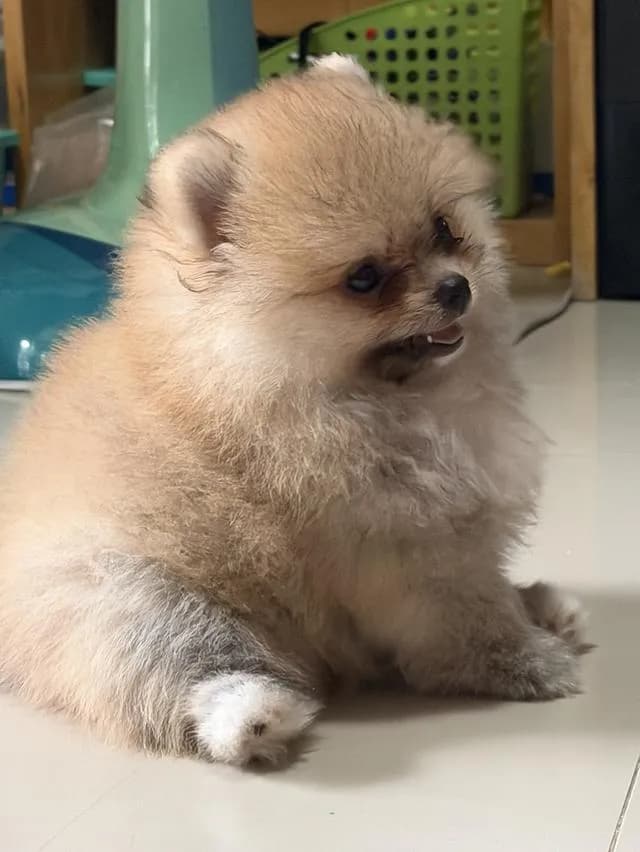 สุนัขอายุ3เดือนเพศผู้