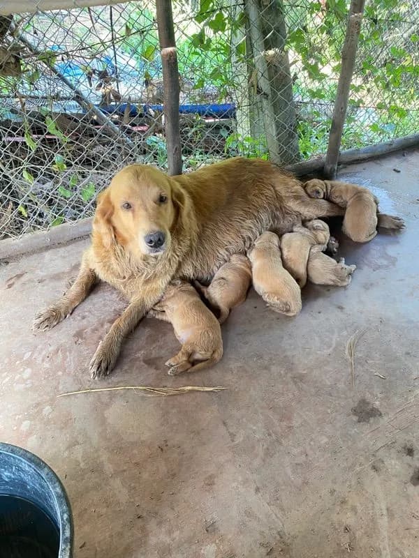 โกเด้นแท้