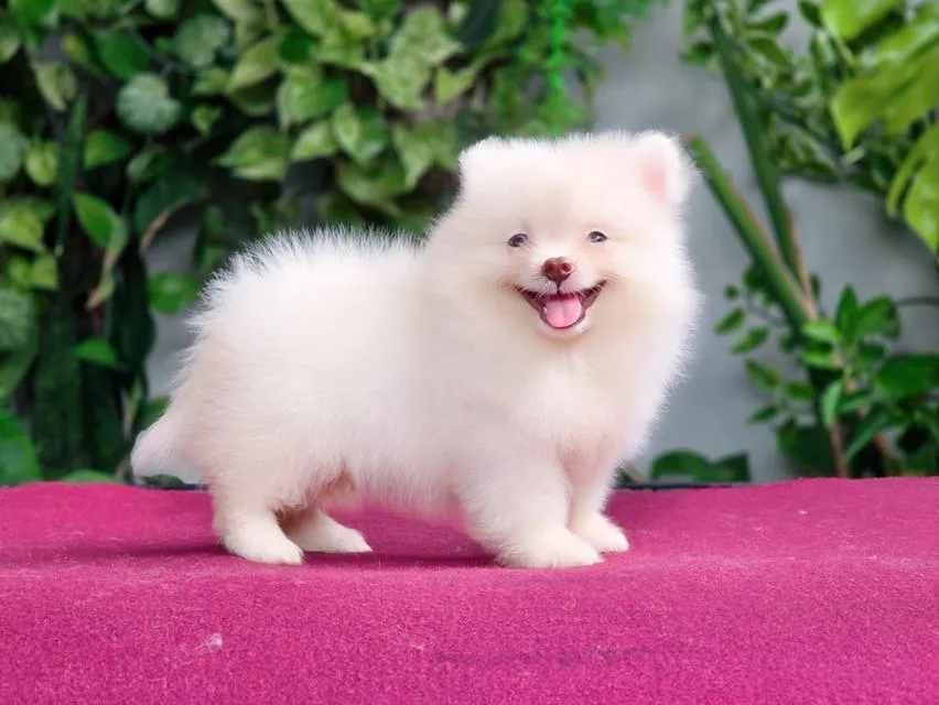 Pomeranianเพศผู้สีขาวครีมวัคซ่นแล้วพร้อมย้ายบ้านมีส่งเก็บปลายทาง